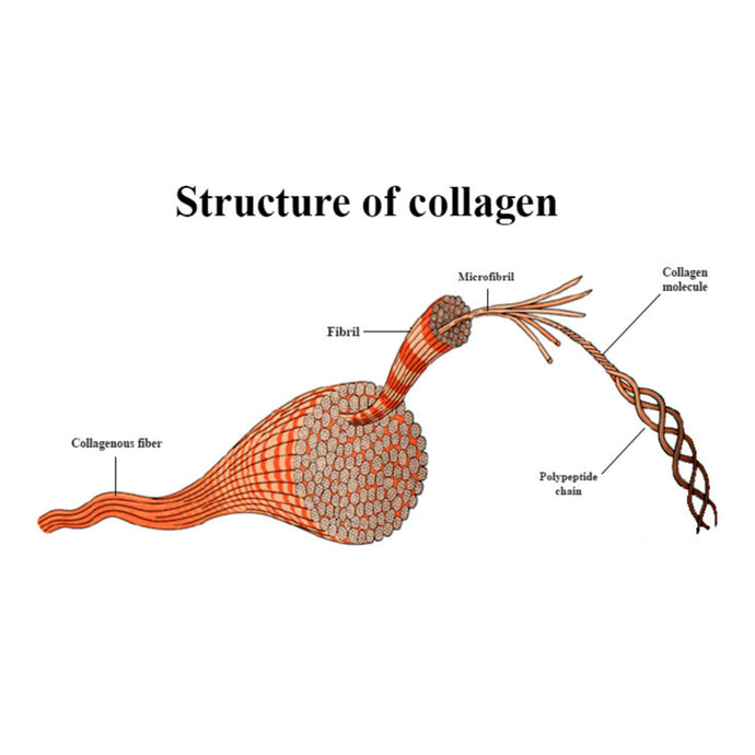 Collagen (my 2 cents)…
